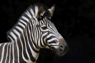 Chapman's plains zebra (Equus quagga chapmani, Equus burchellii chapmani), portrait, captive,