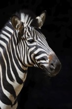 Chapman's plains zebra (Equus quagga chapmani, Equus burchellii chapmani), portrait, captive,