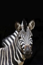 Chapman's plains zebra (Equus quagga chapmani, Equus burchellii chapmani), portrait, captive,