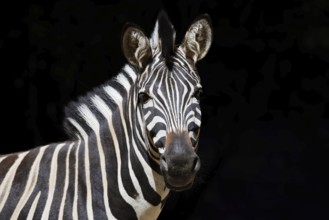 Chapman's plains zebra (Equus quagga chapmani, Equus burchellii chapmani), portrait, captive,