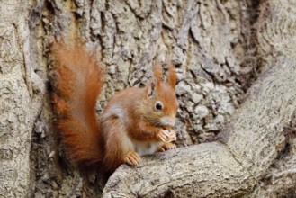 Eurasian squirrel (Sciurus vulgaris), North Rhine-Westphalia, Germany