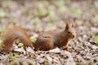Eurasian squirrel (Sciurus vulgaris), North Rhine-Westphalia, Germany