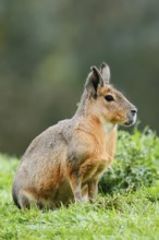 Patagonian Mara or Great Mara (Dolichotis patagonum), captive, occurrence in Argentina
