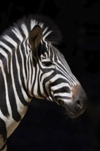 Chapman's plains zebra (Equus quagga chapmani, Equus burchellii chapmani), portrait, captive,