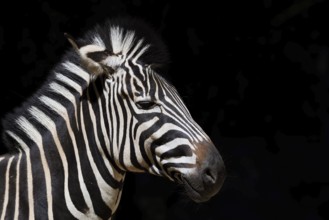 Chapman's plains zebra (Equus quagga chapmani, Equus burchellii chapmani), portrait, captive,