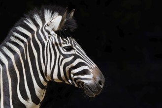 Chapman's plains zebra (Equus quagga chapmani, Equus burchellii chapmani), portrait, captive,