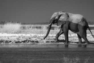 African Elephant bull, Loxodonta africana, black and white image. Wild animal comes out of the