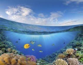 Scuba diver diving over coral tropical reef, with colorful sea fish beautiful ocean ecosystem, AI