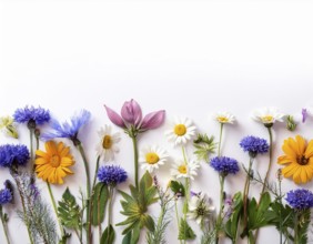 Beautiful arrangement of multiple vibrant wildflowers laid on a clean white surface, perfect for