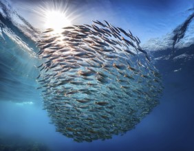 Vivid underwater view of a fish school forming a natural pattern in clear blue ocean water,