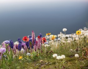 A variety of colorful wildflowers flourish on a hillside against a blurred mountainous backdrop.