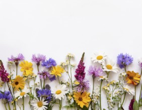 Beautiful arrangement of multiple vibrant wildflowers laid on a clean white surface, perfect for