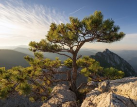 A solitary tree thriving between rocky formations at sunset. Capturing resilience, nature, and