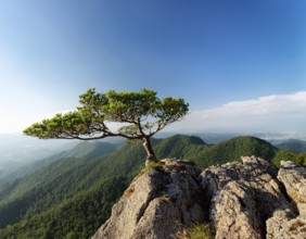 A solitary tree thriving between rocky formations at sunset. Capturing resilience, nature, and