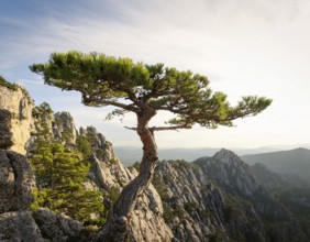 A solitary tree thriving between rocky formations at sunset. Capturing resilience, nature, and