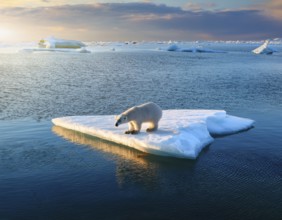 Polar bear is perched on a floating piece of iceberg, surrounded by vast blue waters and under a