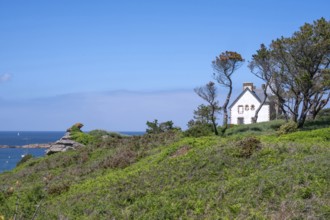 The white Breton house on a green cliff on the GR 34 coastal hiking trail in Trégastel offers a