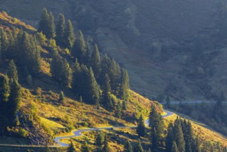 View from the Furkajoch to the pass road, spruce trees (Picea) on the mountainside, pine trees