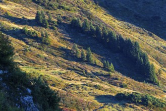 View of spruces (Picea) on the mountainside from Furkajoch, Pine family (Pinaceae), autumn,