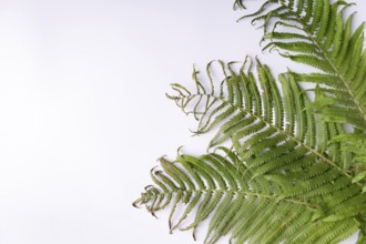 Fern leaves on white background space for text