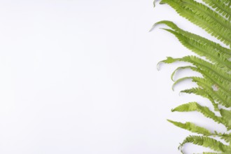 Half fern leaf on white background space for text