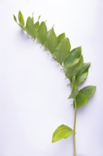 Kupena - a garden plant on a white background