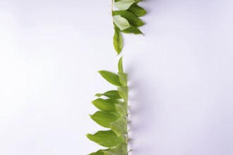 Kupena - a garden plant on a white background