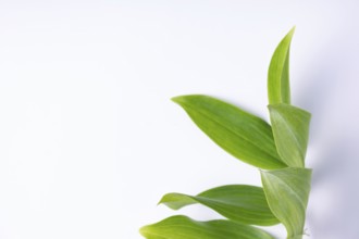 Kupena - a garden plant on a white background close up