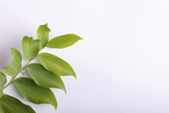 Branch of a garden plant on a white background