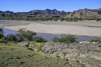 Blooming landscape at the Oranje River, near Oranjemund, Karas Region, Namibia