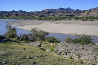 Blooming landscape at the Oranje River, near Oranjemund, Karas Region, Namibia