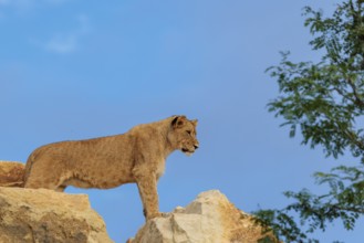A young female lion (Panthera leo) stands on a rocky hill on a sunny day, observing something.