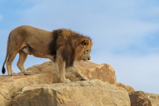 A big male lion (Panthera leo) walks across a rocky hill on a sunny day. Captive