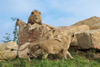 A female lion cub (Panthera leo) plays with her mother on a rocky hill on a sunny day, observed by