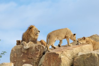 A small pride of lions (Panthera leo) rests on a rocky hill on a sunny day. Captive