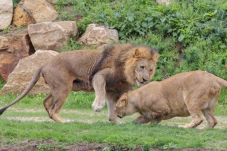 A large male lion (Panthera leo) fights his female. Captive