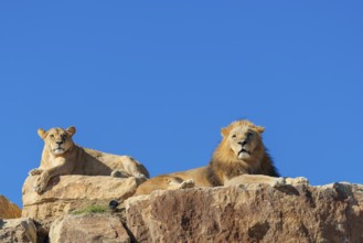 Two adult lions, a male and female (Panthera leo) rest on a rocky hill on a sunny day, observing