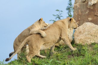 A female lion cub (Panthera leo) plays with her mother on a rocky hill on a sunny day. Captive
