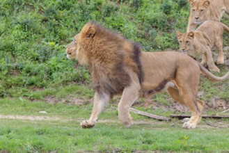 A large male lion (Panthera leo) runs down a hill across a meadow, followed by his female and their