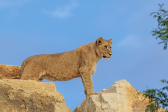 A young female lion (Panthera leo) stands on a rocky hill on a sunny day, observing something.