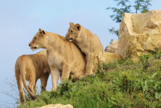 A female lion cub (Panthera leo) plays with her mother on a rocky hill on a sunny day, observed by