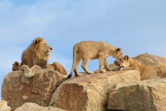 A small pride of lions (Panthera leo) rests on a rocky hill on a sunny day. Captive