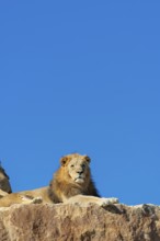 A big male lion (Panthera leo) rests on a rocky hill on a sunny day, observing something. Captive