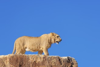 A young male lion (Panthera leo) stands on a rocky hill on a sunny day, observing something.