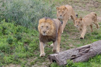 A large male lion (Panthera leo) runs down a hill across a meadow, followed by his female and their