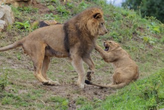A large male lion (Panthera leo) plays with his daughter in rocky and hilly terrain