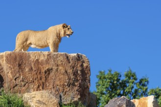 A young male lion (Panthera leo) stands on a rocky hill on a sunny day, observing something.
