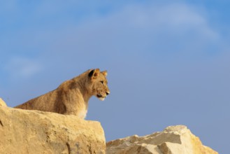 A young male lion (Panthera leo) stands on a rocky hill on a sunny day, observing something.