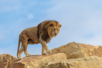 A big male lion (Panthera leo) walks across a rocky hill on a sunny day. Captive