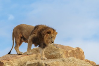 A big male lion (Panthera leo) walks across a rocky hill on a sunny day. Captive